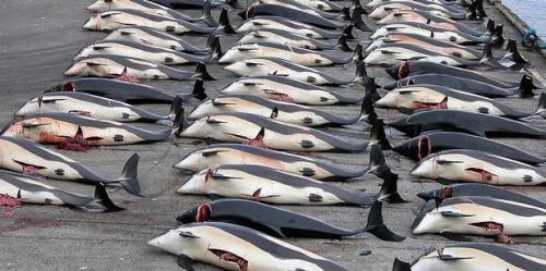 100 Ikan Paus Mati Bunuh Diri Massal