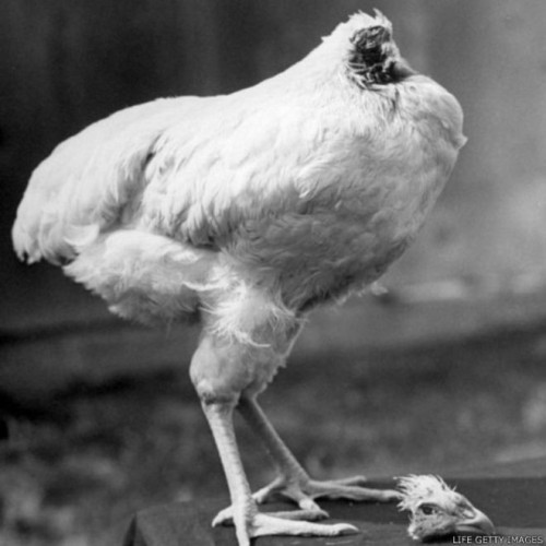 Kisah Ayam yang Hidup Tanpa Kepala Selama 18 Bulan